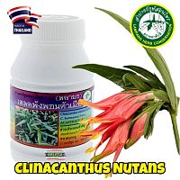 Clinacanthus Nutans Клинакантус Поникающий противовоспалительное противовирусное средство, 100 капс. Таиланд
